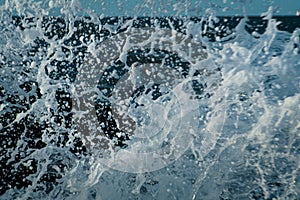 A fearless seagull seen through crashing waves