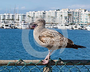 A fearless Western Gull on a fence at a California marina