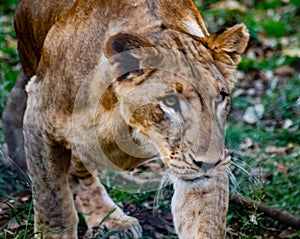 Fearsome Lioness attack strategy's captured with speed