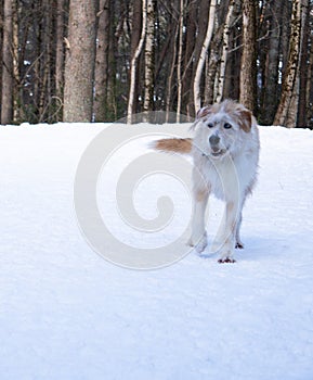 fearsome wild dog with predatory look and piercing blue eyes in the middle of a snowy forest