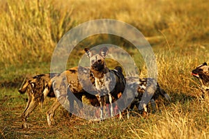 Feasting African wild dogs