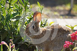 Feasting Bunny Rabbit