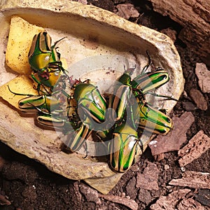 Feasting Giant Metallic Fruit beetles