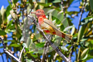 Feasting Summer Tanager