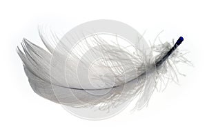 Feather 1