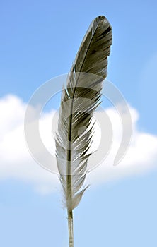 Feather