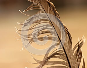 Feather