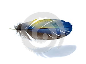 Feather