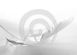 Feather