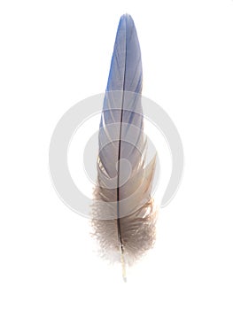 Feather 2