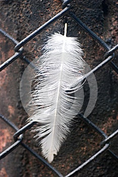 Feather