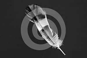 Feather