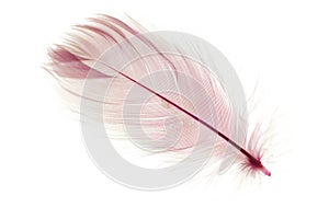 Feather