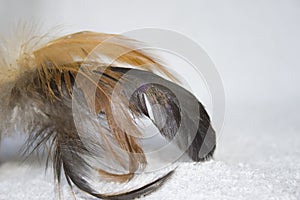 Feather