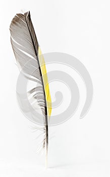 Feather