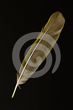 Feather