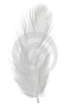 Feather