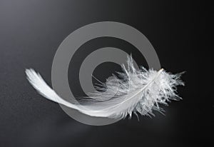 Feather photo