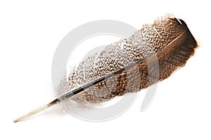 Feather