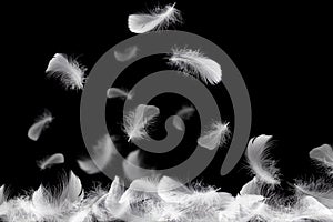 Feather abstract background, Soft white feathers falling down in the air