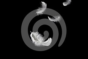 Feather abstract freedom concept. Light and soft fluffy a white feathers falling down in the air. Dark or black background
