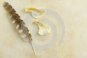 Feather and antique paper