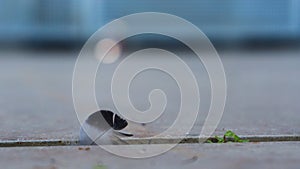 Feather on asphalt in crack