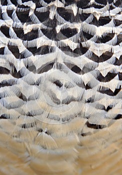 Feather background photo