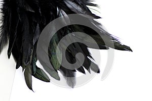 Feather Background