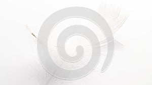 Feather background. Nature bird feather texture closeup on white in macro photography, soft focus. Abstract. Coral pink