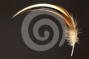 Feather of Baikal Teal photo