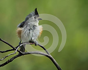 Feather Ball (Black-crested Titmouse)