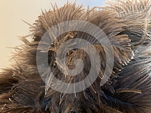 Ostrich feathers