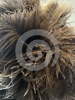 Ostrich feathers