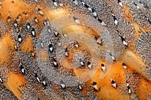 Detail perovej sovy. Krásny detailný detail peria sovy pálenej. Sova pálená, Tyto alba, pekný vták v prírodnom prostredí. Sova