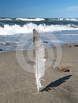 Feather on the beach (clean)