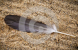 Feather on a Beach Great Lakes