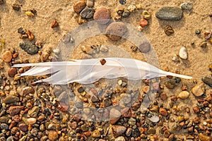 Feather on a beach on pebbles and sand