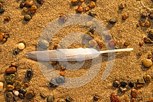 Feather on a beach on pebbles