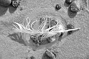 Feather on a beach on pebbles and sand