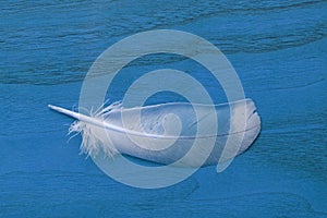 Feather is beautiful and light on a blue wooden background. Ligh