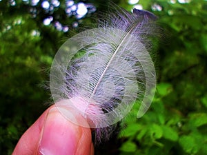 Feather of a bird found at Murree`s forest