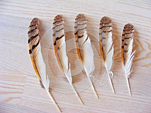 Feather from Bird of Preys The Long-Eared Owl