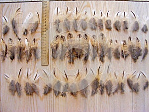 Feather from Bird of Preys The Long-Eared Owl on wooden background