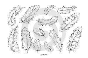 Feather bird vector hand drawn designer elements set collection.