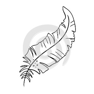 Feather of birds. Black and white feather silhouette for logo vector set