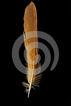 Feather of Black Redstart, Phoenicurus ochruros photo