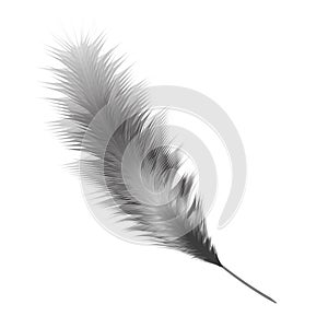 Feather black and white color. Vector illustration isolated