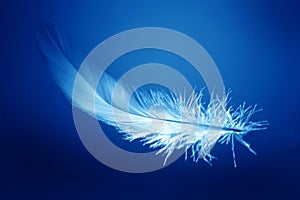 Feather in blue background