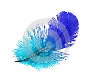 Feather of the blue bird